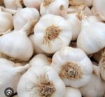 garlic rosun - Image 3