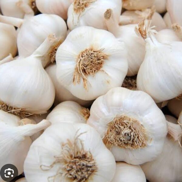 garlic rosun