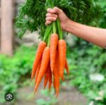 carrot gajor - Image 2