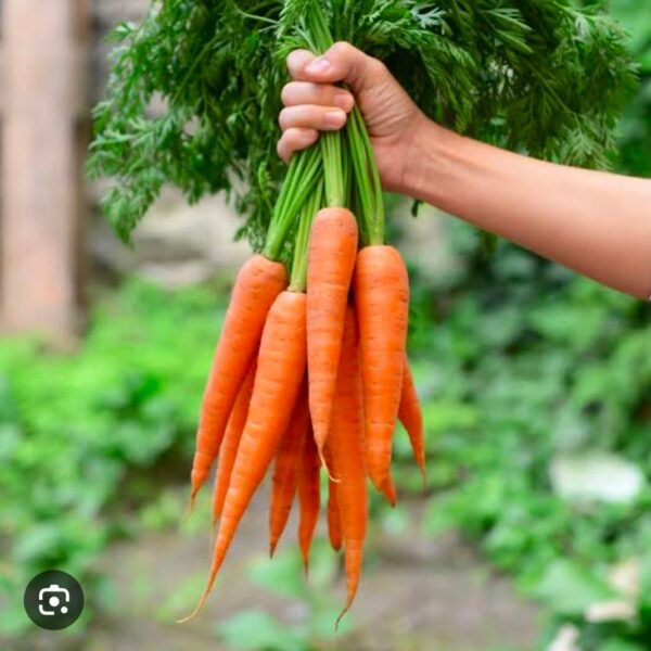 carrot gajor