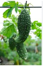 bitter gourd ucche - Image 6