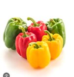 capsicum simla mirchi - Image 7