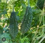 bitter gourd ucche - Image 3