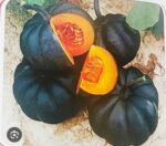 pumpkin kumro - Image 2