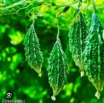 bitter gourd ucche - Image 7