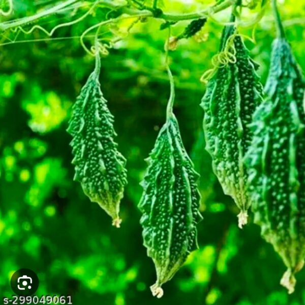bitter gourd ucche