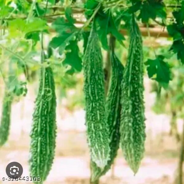 bitter gourd ucche