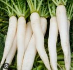 radish mulo - Image 5