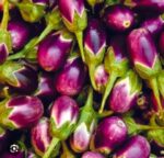 brinjal begun - Image 10