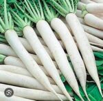 radish mulo - Image 4