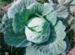 cabbage badhakopi - Image 3