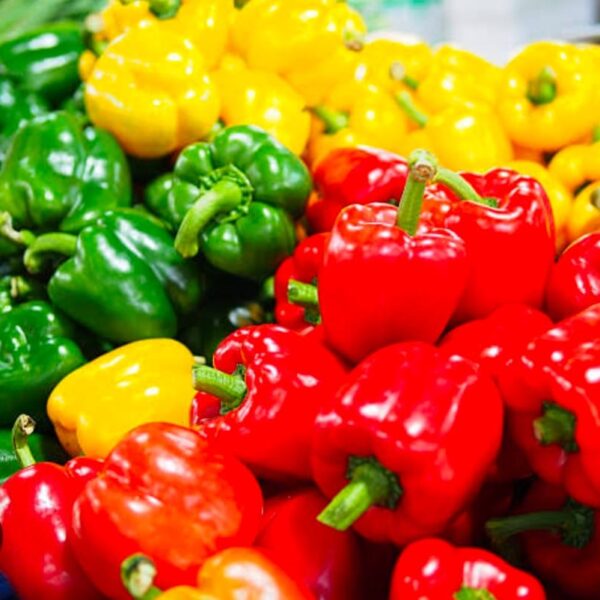 capsicum simla mirchi