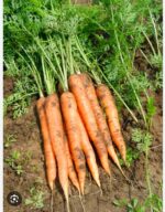 carrot gajor - Image 3