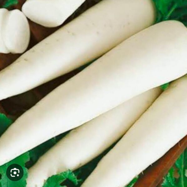 radish mulo