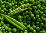 green peas motor - Image 5