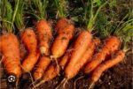 carrot gajor - Image 4