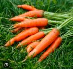 carrot gajor - Image 5