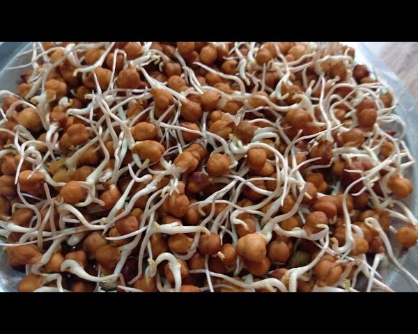 Kacha Chola কাঁচা ছোলা 100gm
