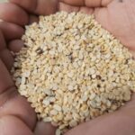 Kolai Dal কলাইয়ের ডাল 1Kg - Image 3